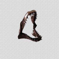 Sharks Teeth